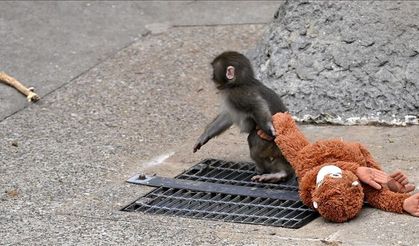 Maymun Punch’ın Annesi Tarafından Terk Edilmesinin Ardındaki Gerçekler