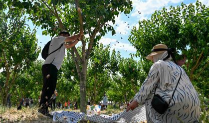 ATA Çiftliği'nde hasat ve nostalji bir arada yaşandı