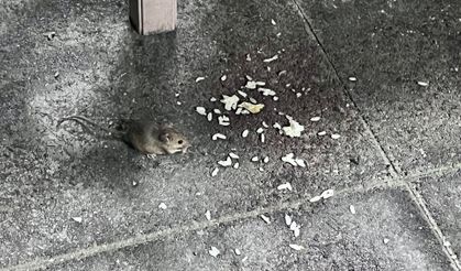 Dinlenme Tesisinde Hijyen Skandalı: Çöpler Taştı, Fareler Ortaya Çıktı!