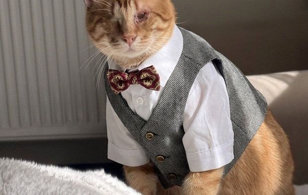 Bayramda Kedilere “Bayramlık” Giydirme Akımı Sosyal Medyayı Sallıyor