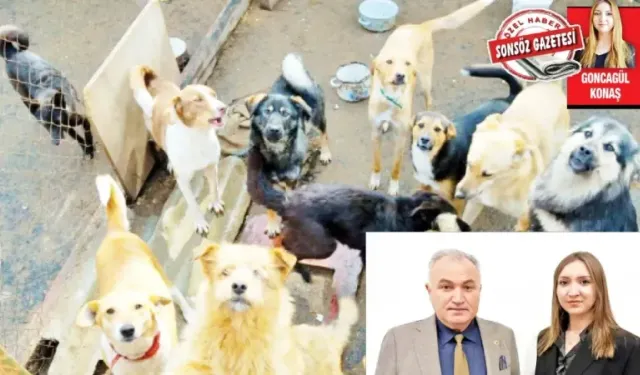“Altındağ ve Mamak’ta barınak değil, ölüm çukurları var”