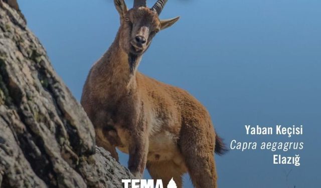 TEMA Vakfı'ndan "Dünya Yaban Hayatı Günü" paylaşımı