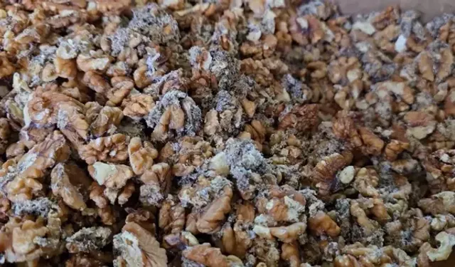 11 ton kurtlanmış ceviz içi ele geçti