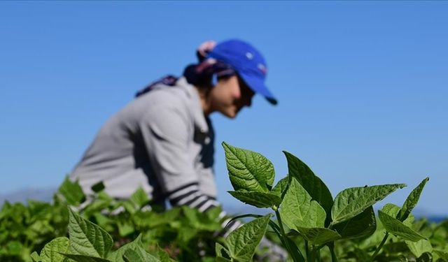 Kırsal kalkınma destekleri için başvurular başlıyor