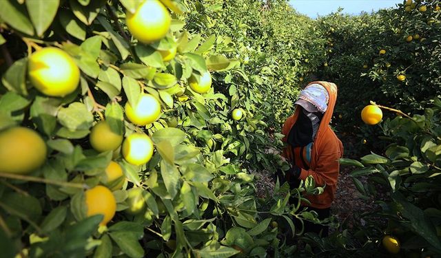 Turunçgilde 433 milyon 75 bin dolarlık dış satım yapıldı
