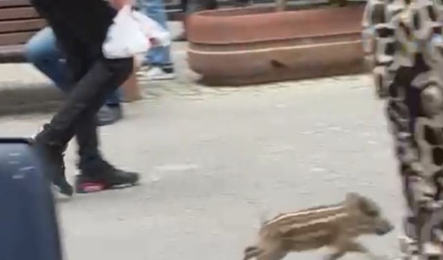 Fethiye’de Yaban Domuzu Çarşıya İndi
