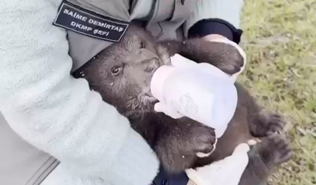 Ormanda yorgun halde bulunan yavru boz ayı tedaviye alındı; 'Bulut' ismi verildi