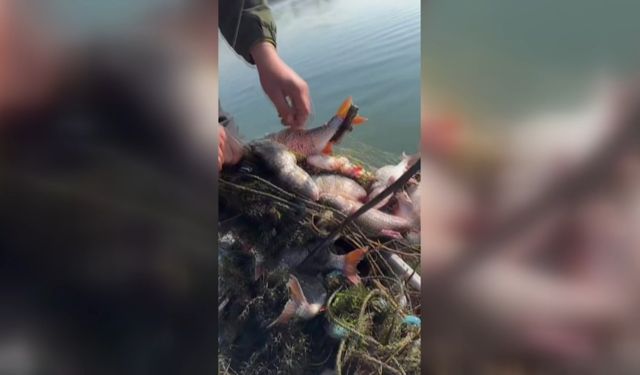 Sapanca Gölü'nde  'hayalet' ağlara takılmış binlerce balık bulundu