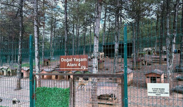Sokak hayvanlarına 51 ilde doğal yaşam alanları oluşturuluyor