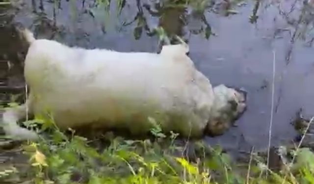 Tarım arazisinde 8 köpek cansız şekilde bulundu