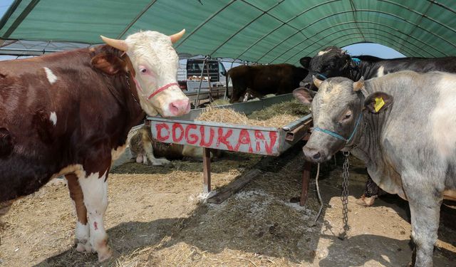 Yenimahalle'de Kurban satış yerlerine başvurular ne zaman?
