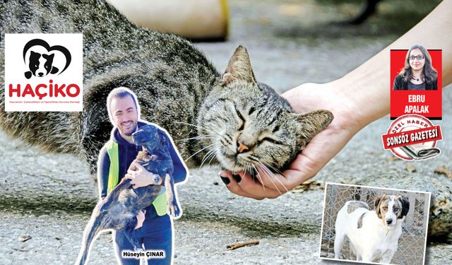 Türkiye’de Sokak Hayvanlarının Geleceği