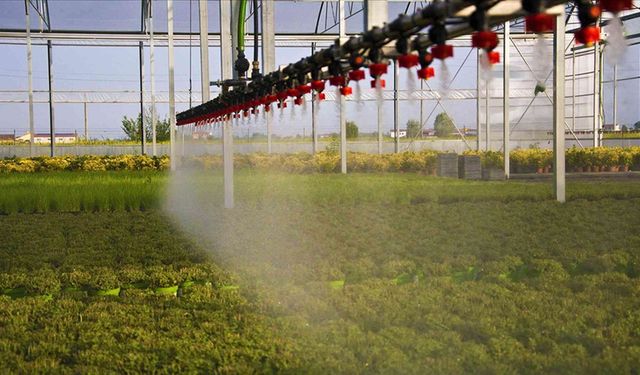 DAMLA SULAMA BORUSU SATIN ALINACAKTIR