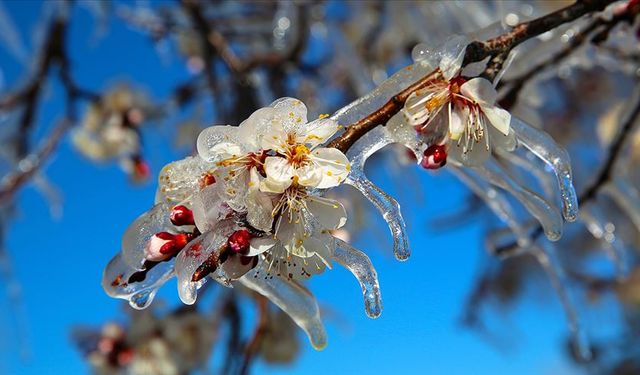 Meteoroloji’den Zirai Don Uyarısı: Çiftçiler Dikkatli Olmalı