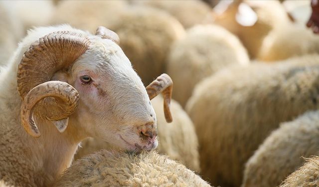 Vekaletle kurban bedeli yurt içi ve yurt dışı fiyatları belli oldu!