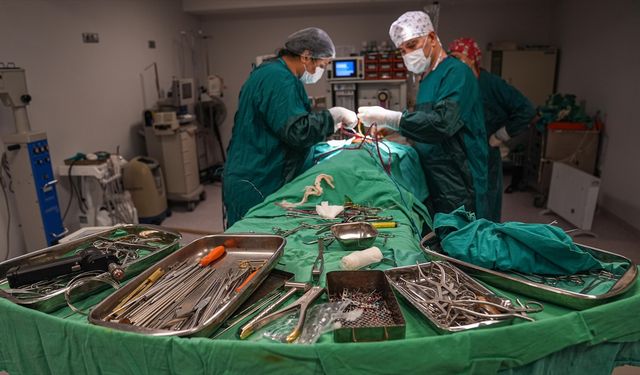 Mamak Belediyesi'nden Patili Dostlara Müjde!