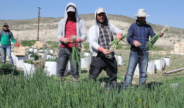 Beypazarı'nda yeşil soğan hasadı!
