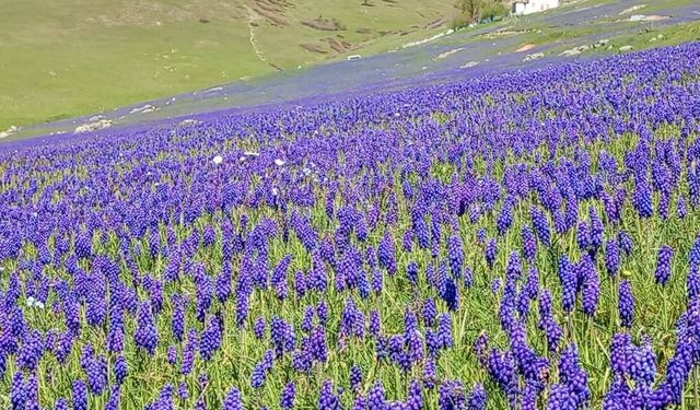 2 bin rakımlı yayla, sümbüller ile renklendi!