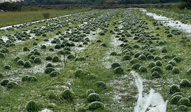 Antalya'da tarım alanları zarar gördü!