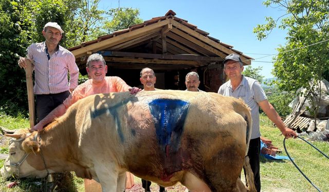 Bartın'da Çift başlı buzağı, ölü doğdu