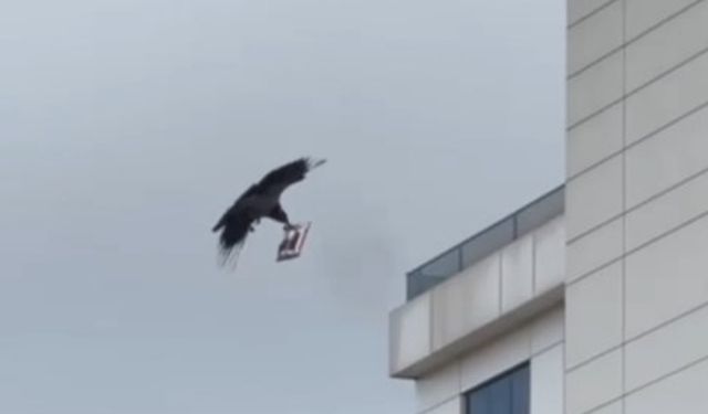 Hırsız kargaya esnaftan acı cips uyarısı
