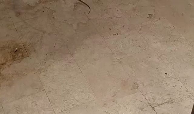 İnegöl'de yılan tedirginliği!