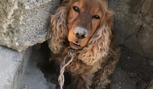 Kayıp köpeğini ağaca bağlı buldu!