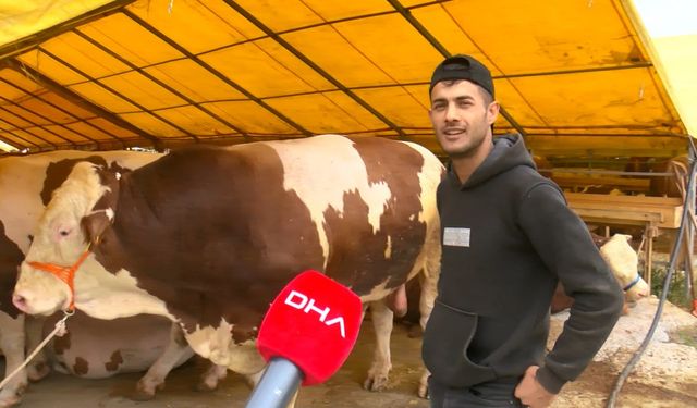 Kurbanlıklar İstanbul'a geldi!