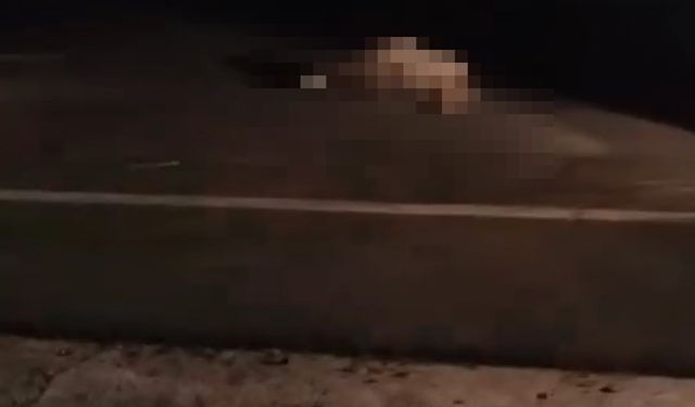 otomobilin çarpmasıyla koyunlar telef oldu!