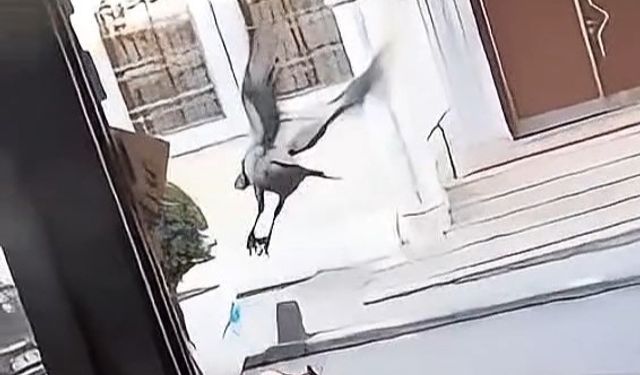Sultangazi'de karga yumurta çaldı