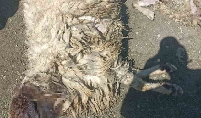 Burdur'da koyunlar kurt saldırısında öldü