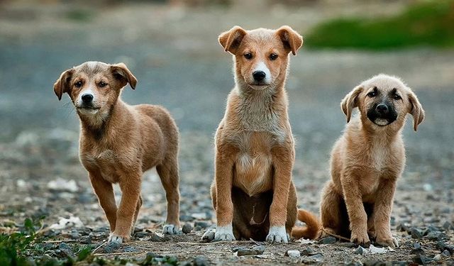 Bursa'da köpeğe şiddet cezasız kalmadı!