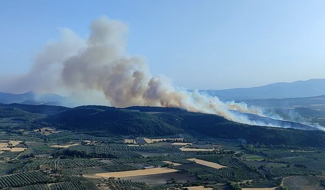 Manisa'da orman ya gını söndürüldü