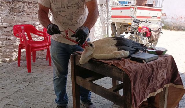 Ayağına ip dolanan yavru leylek kurtarıldı