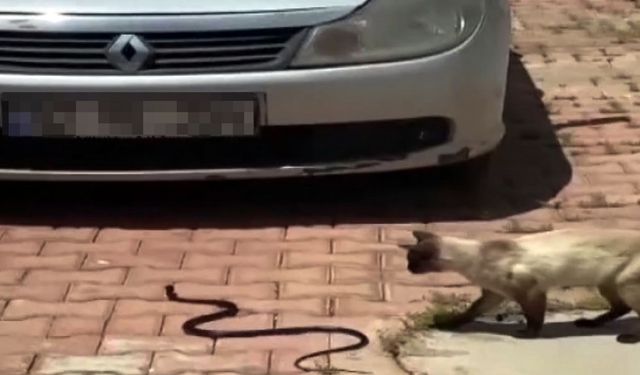 Hava ısındı, yılanlar ortaya çıkmaya başladı!