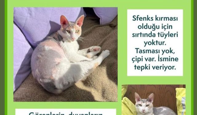 Venüs için Sivas'ta 'zorunlu' misafir oldular