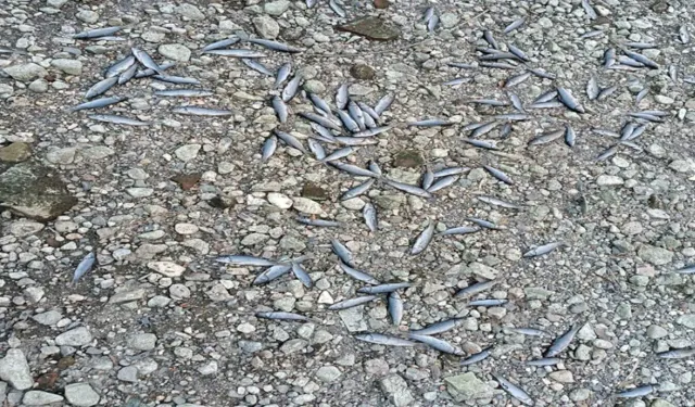 Çanakkale'de çay kısmen kurudu