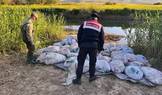 Van'da inci kefali bulundu
