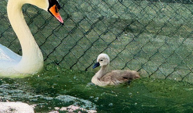Kuğulupark'ta yeni doğan kuğunun ismi belli oldu!
