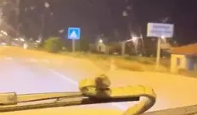 Otomobile yılan girdi!