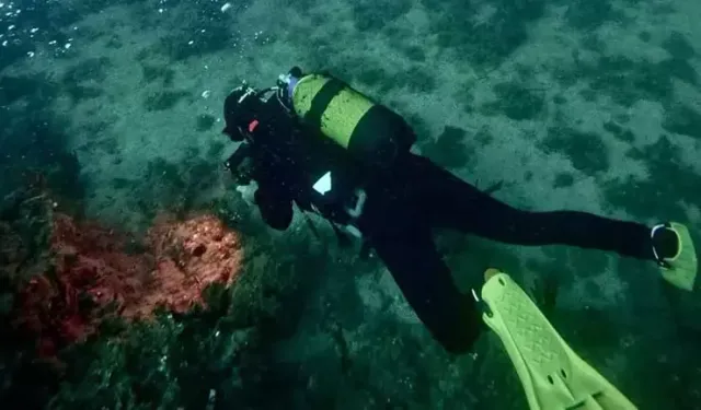 Saros Körfezi’nde Nadir Tür: 'İspanyol Dansçısı' Balığı Görüntülendi