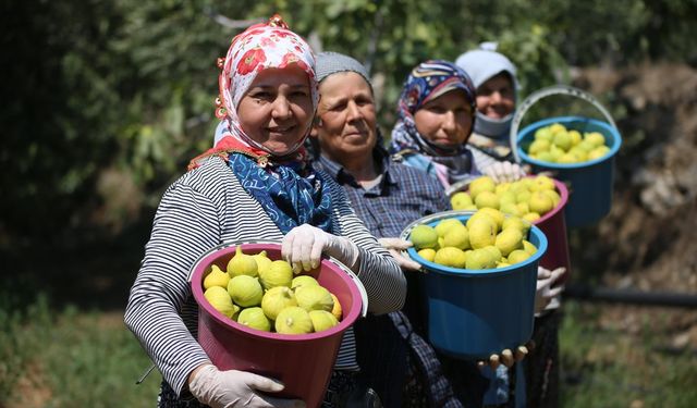 Bunaltıcı Sıcakta İncir Hasatı!