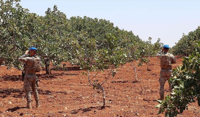 Jandarma 'Antep fıstığı' nöbeti tutuyor