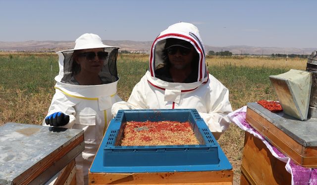 Türkiye’de Gojiberry Arıcılığı Yükseliyor: Sivas’ta 6 Bin Fideli Bahçe