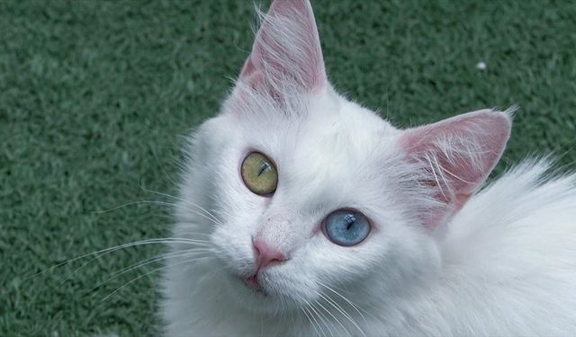 Van kedilerini 5 yılda yaklaşık 750 aile sahiplendi!