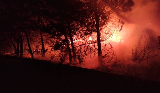 Bolu'da Yangın
