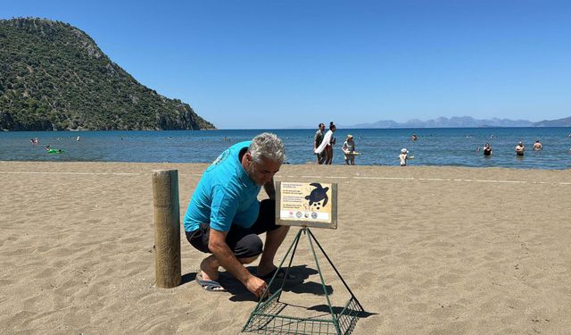 Caretta 'Tuba', yuvalama için geldi