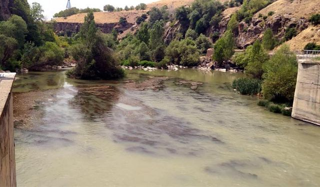 Çayda görülen su samurları kamerada
