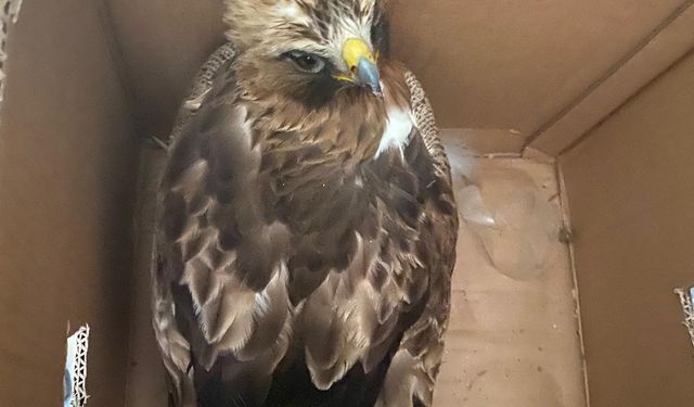 Erbaa’da Yaralı Kızıl Şahin Koruma Altına Alındı