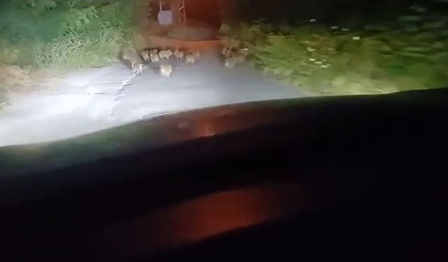 Ereğli 'de 18 yavru domuz görüldü